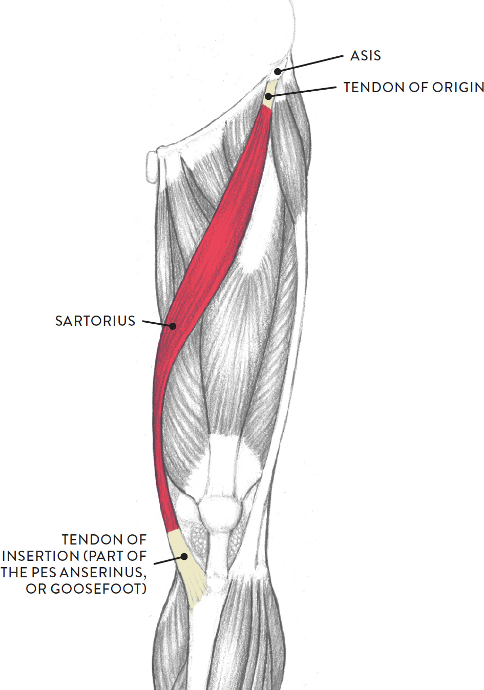 Left leg, anterior view