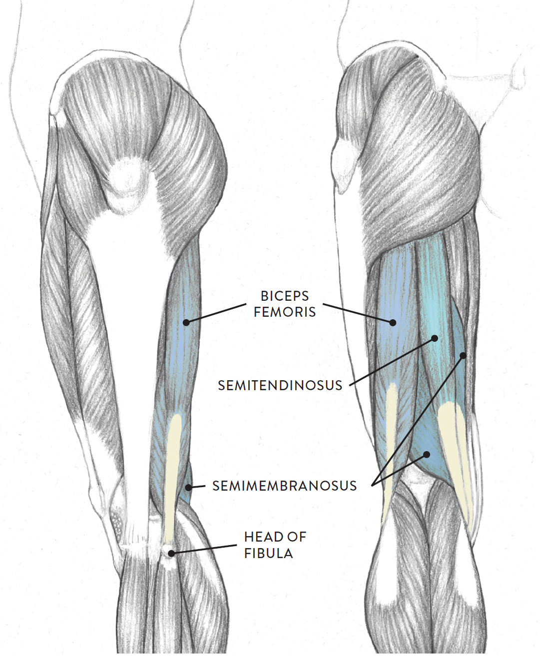 Left leg, lateral (left) and anterior (right) views