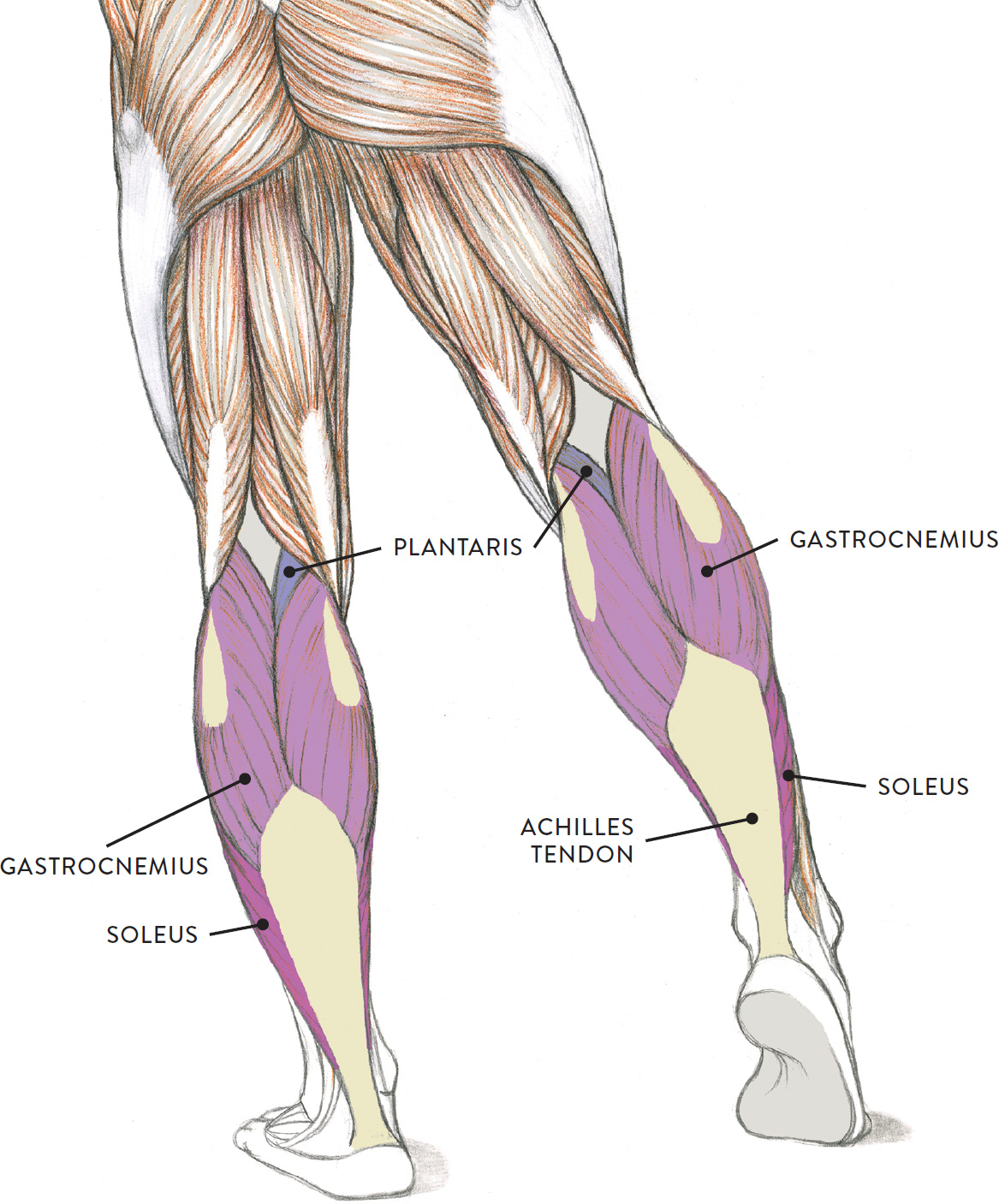 Human Anatomy Leg Muscles Diagram : Anatomy Bodybuilding Tendons ...