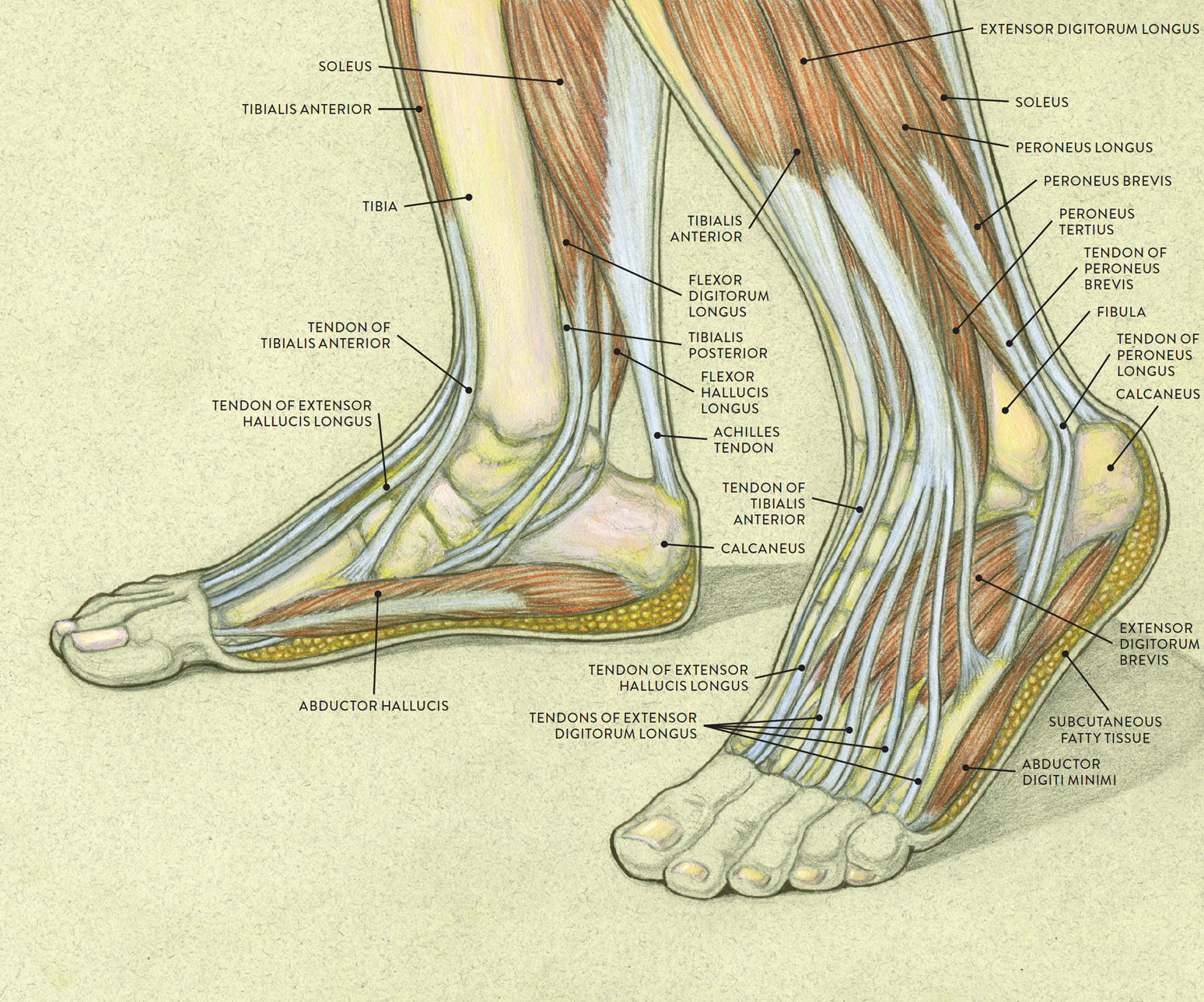 LEFT: Medial (inner side) view of right foot