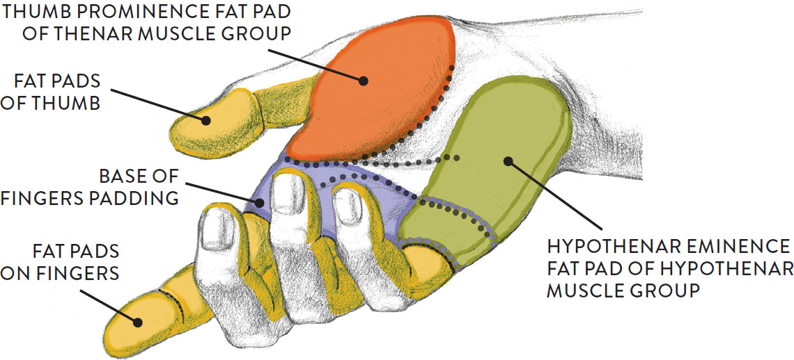 Diagram Of Fat Pads.
