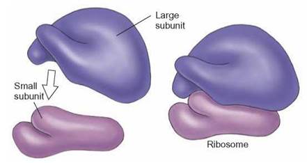 FIGURE 4.16. Ribosomes