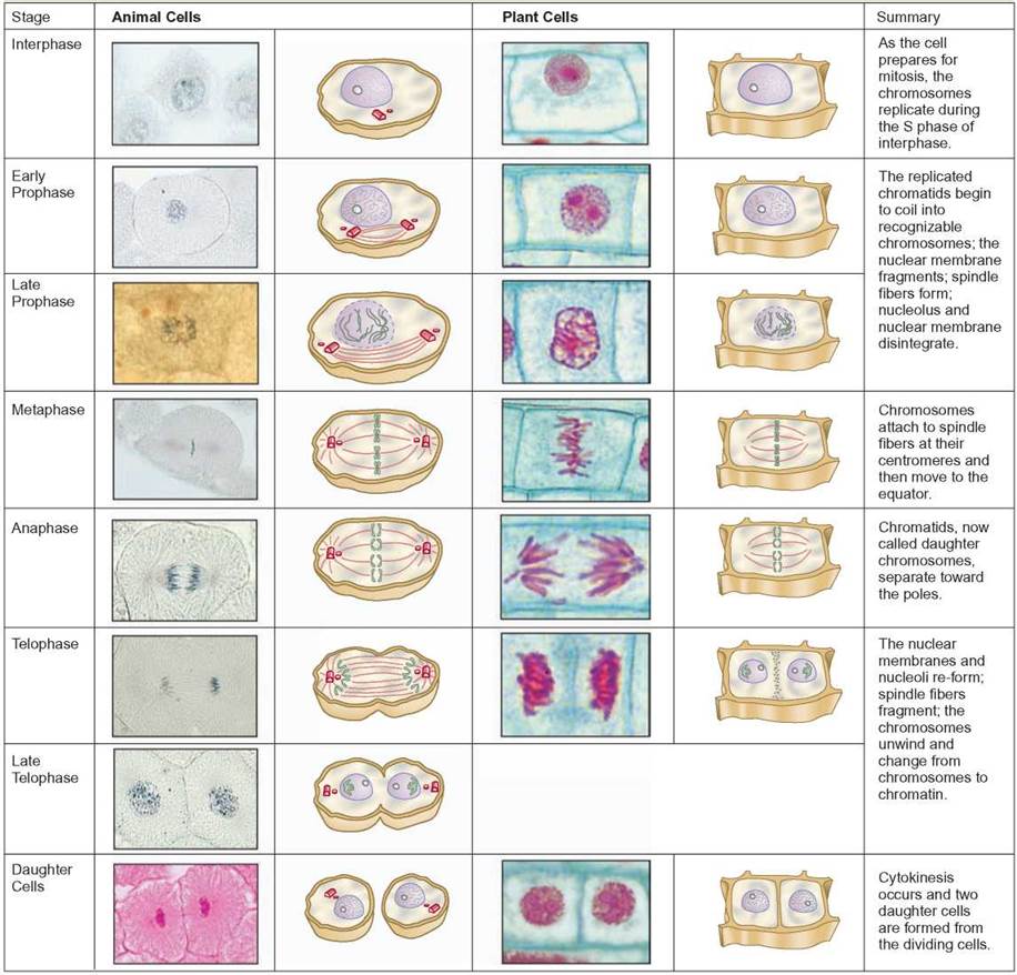 Mitosis—Cell Replication - Cell Division—Proliferation and Reproduction -  MOLECULAR BIOLOGY, CELL DIVISION, AND GENETICS - CONCEPTS IN BIOLOGY