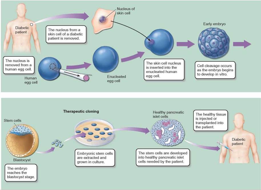 somatic stem cells definition