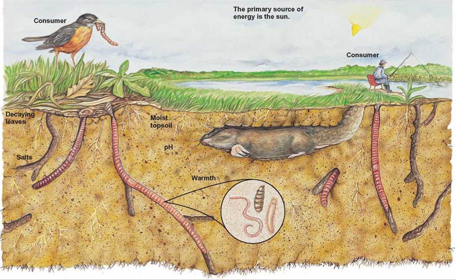 figure-16-3-the-niche-of-an-earthworm