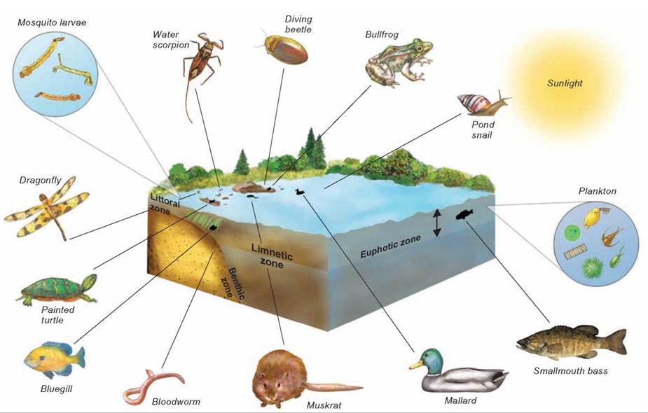 Major Aquatic Ecosystems - Community Interactions - EVOLUTION AND ECOLOGY -  CONCEPTS IN BIOLOGY