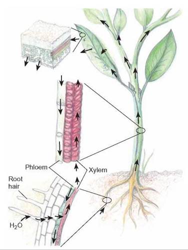 The Development of Roots, Stems, and Leaves - The Plants Kingdom - THE  ORIGIN AND CLASSIFICATION OF LIFE - CONCEPTS IN BIOLOGY