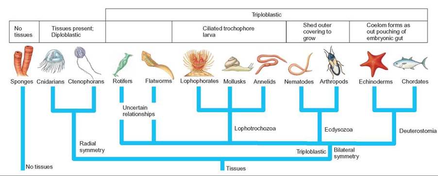 The Evolution of Animals - The Animal Kingdom - THE ORIGIN AND  CLASSIFICATION OF LIFE - CONCEPTS IN BIOLOGY