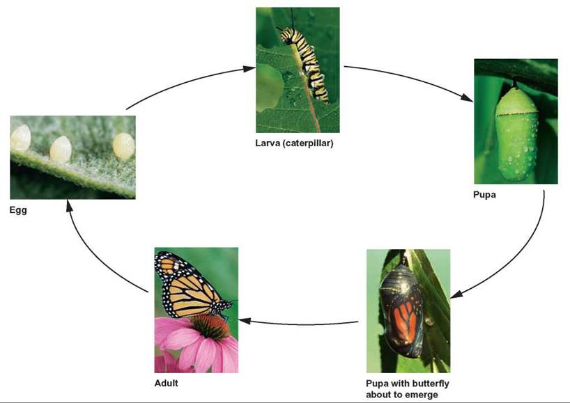 Adaptations to Terrestrial Life - The Animal Kingdom - THE ORIGIN AND  CLASSIFICATION OF LIFE - CONCEPTS IN BIOLOGY