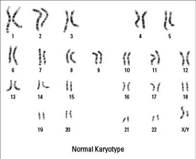 Figure 6-4: A human karyotype.