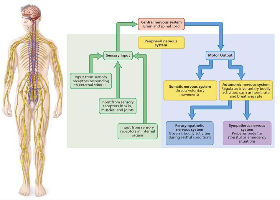 Figure 81 An Overview Of The Nervous System The Various Parts Of The System Have Special 0290