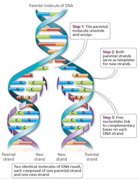 DNA and Biotechnology - Biology of Humans
