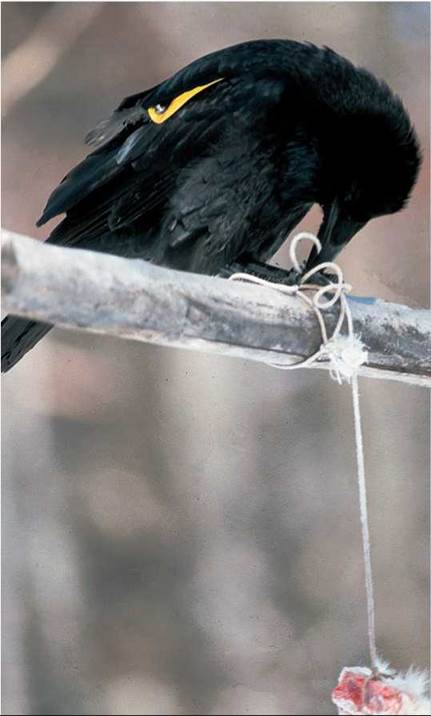 what are examples of the problem solving ability of ravens