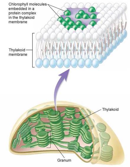 Фотосинтез происходит в клетках содержащих хлорофилл. Хлорофилл в мембране. Как выглядит хлорофилл. Молекула хлорофилла в растениях.