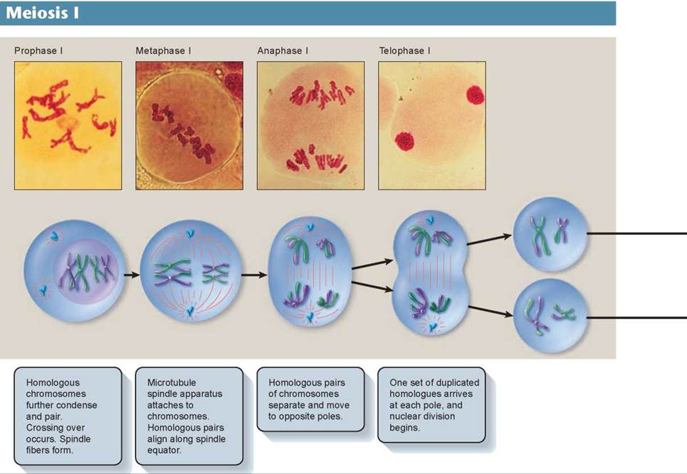 The Stages of Meiosis - Meiosis - The Continuity of Life - THE LIVING WORLD...