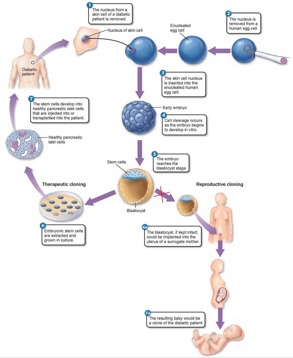 Figure 13 20 How embryonic stem cells  might be used for 