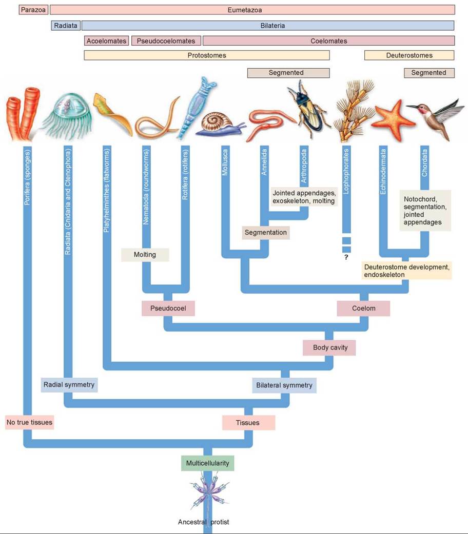 what is evolutionary trends in biology