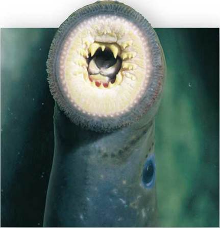 Fishes Dominate the Sea - History of the Vertebrates - Evolution of ...