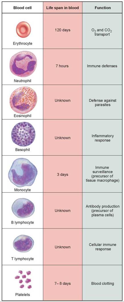 Figure 23.10. Types of blood cells.