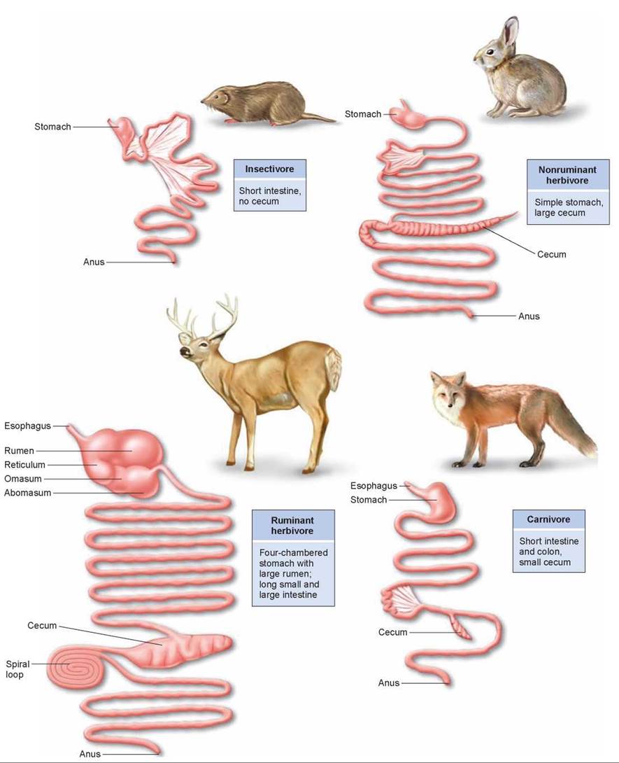Figure 25.15. The digestive systems of different mammals reflect their