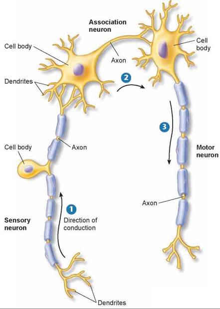 Evolution of the Animal Nervous System - The Nervous System - Animal ...