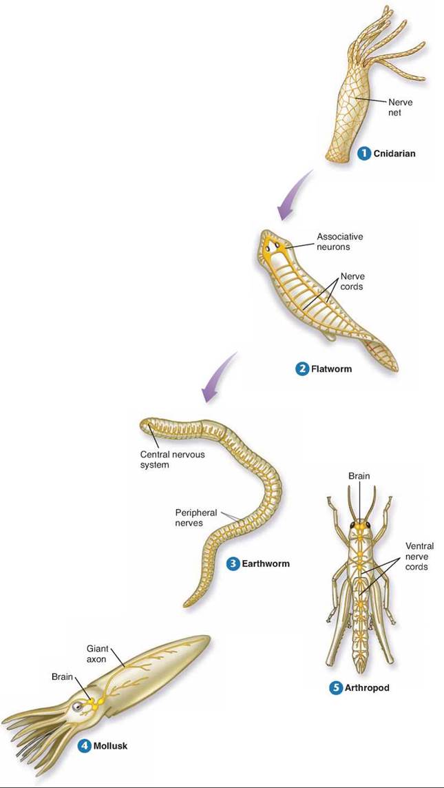 Evolution of the Animal Nervous System - The Nervous System - Animal Life -  THE LIVING WORLD
