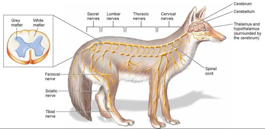 The Spinal Cord - The Nervous System - Animal Life - THE LIVING WORLD