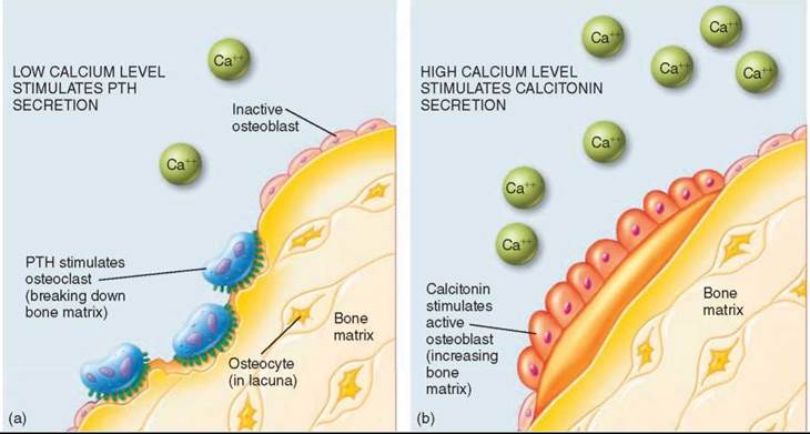 when blood calcium levels rise this gland secretes calcitonin