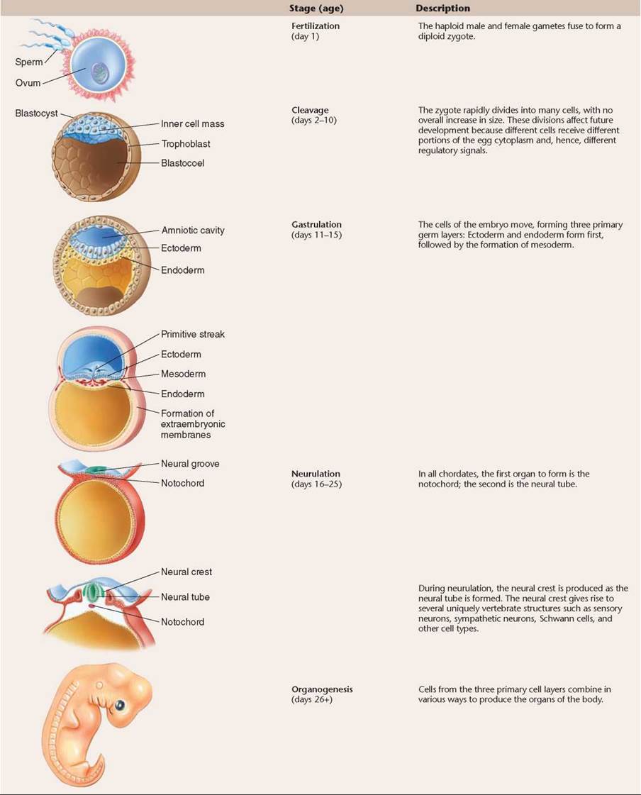 Stages Of Embryology