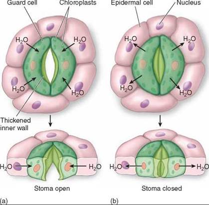 stomata guard opening cells living movement open closing close water plant regulate function figure schoolbag biology info