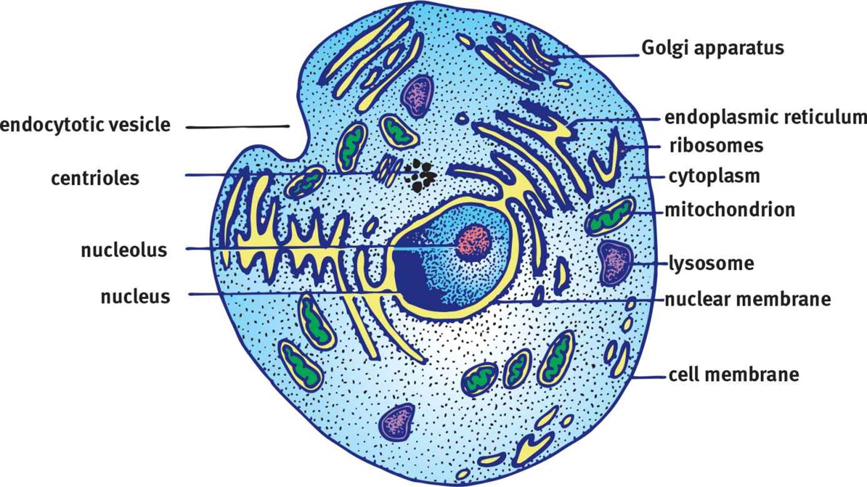 Figure 1.1. Eukaryotic Cell Numerous membranebound organelles are