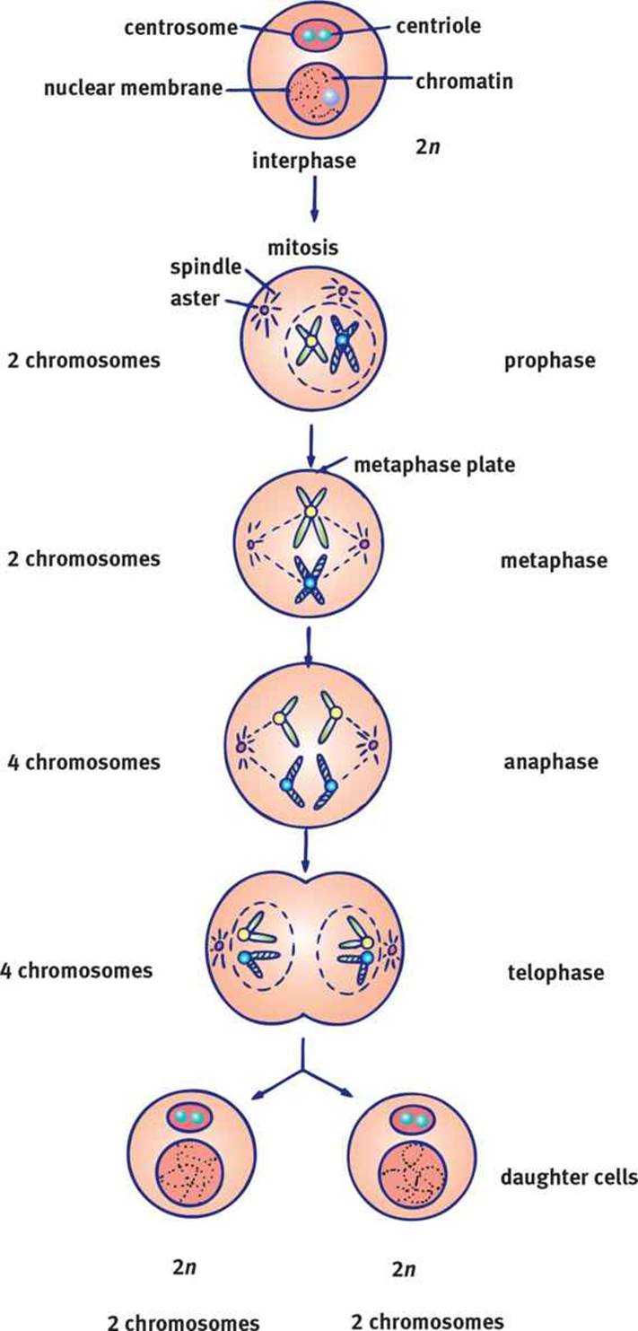 Figure 23 Mitosis Mitosis Results In Two Identical Daughter Cells