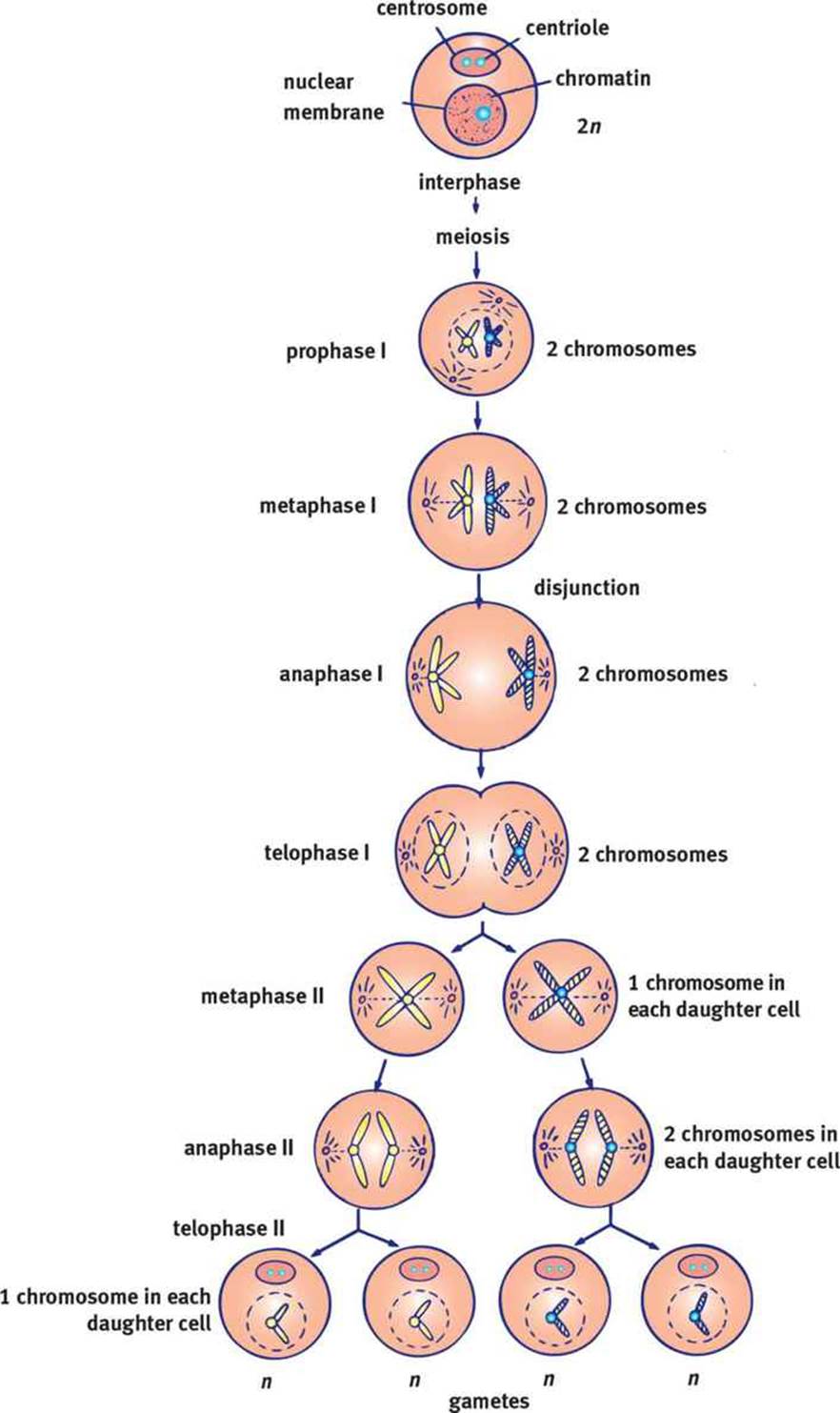 Figure 2 5 Meiosis Meiosis Results In Up To Four Nonidentical Daughter Cells 