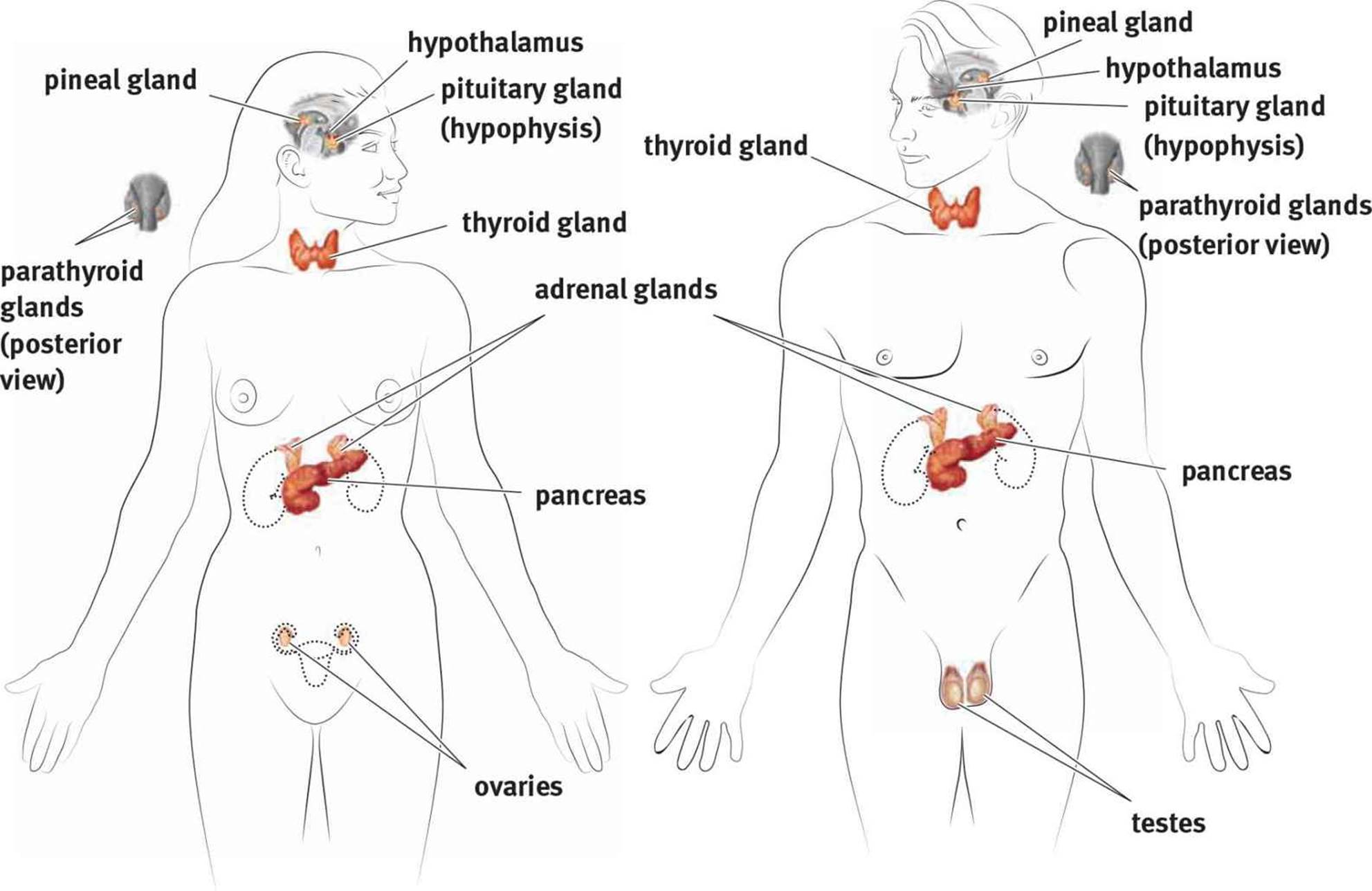 Endocrine Organs And Hormones The Endocrine System Mcat