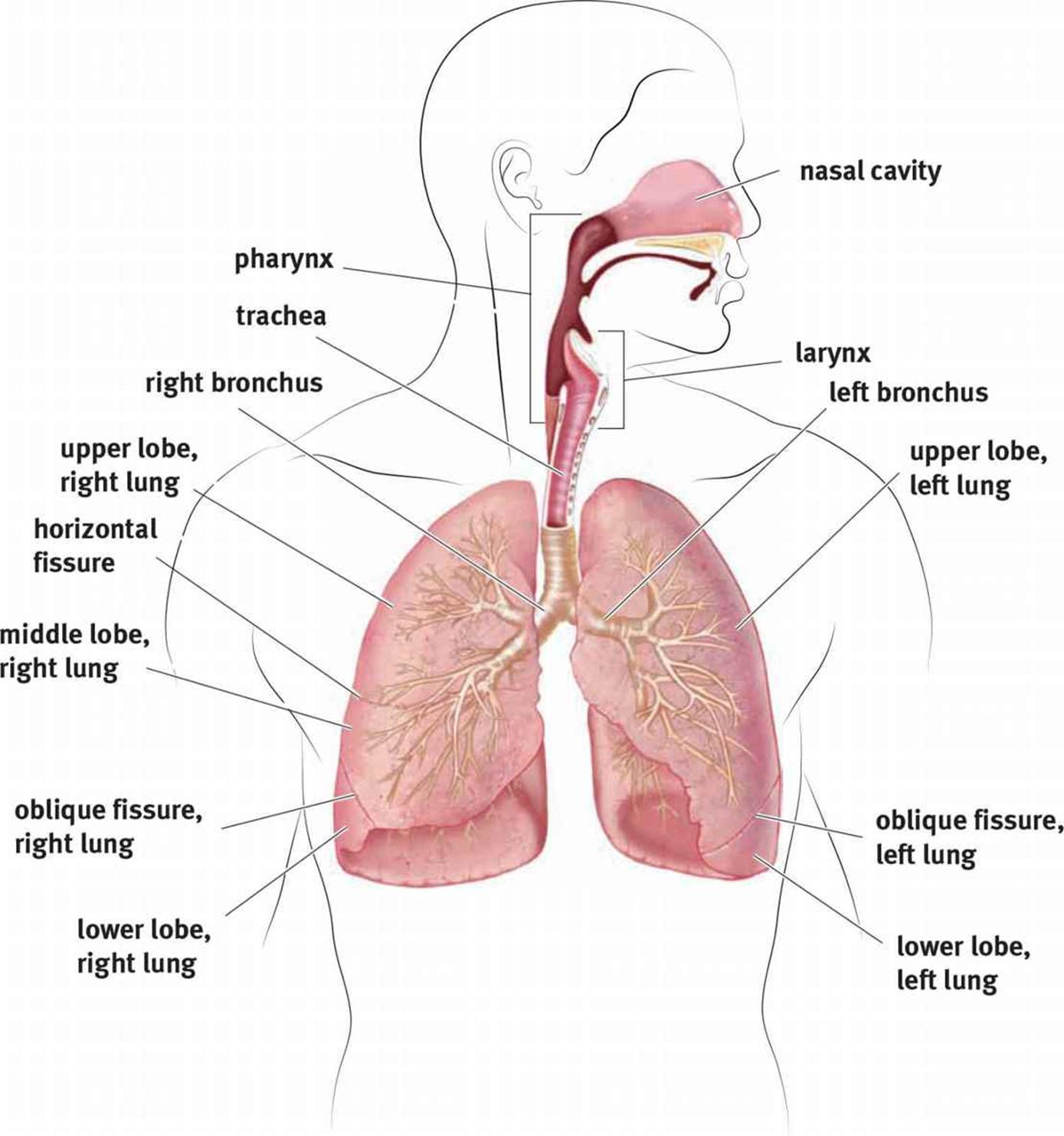 Дыхательная латынь. Дыхательная система латынь. Дыхательная система человека на латинском. Дыхательная система анатомия латынь. Все органы дыхательной системы на русском и латинском.