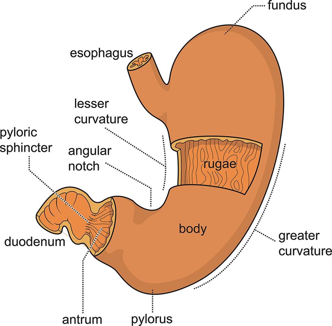 Figure 9.2. Anatomy of the Stomach