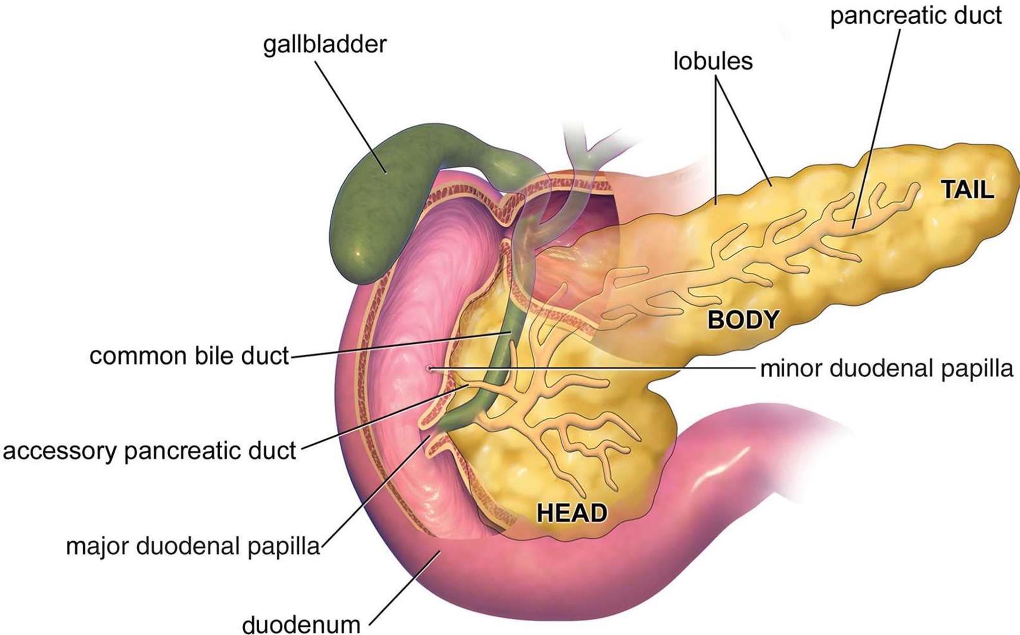Желчный пузырь на теле. Междольковые протоки поджелудочной железы. Внешнее строение поджелудочной железы. Поджелудочная железа анатомия структура. Строение протоков поджелудочной железы.