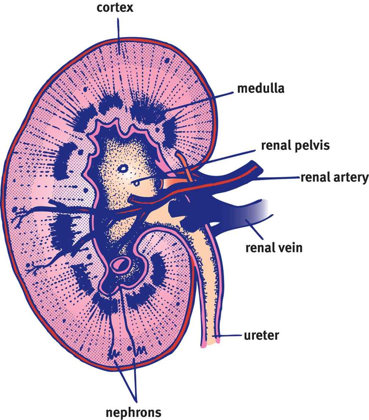 Figure 10.2. Basic Structure of the Kidney