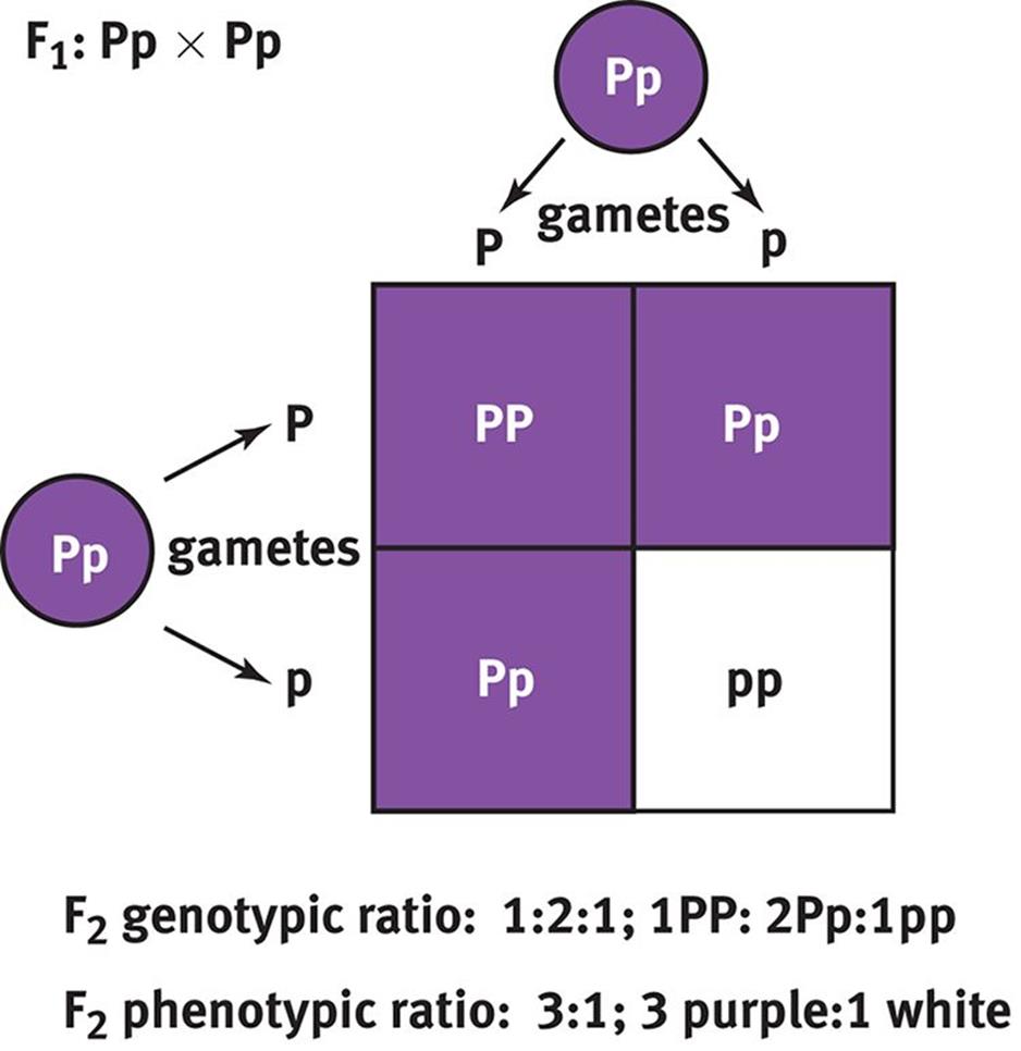 Figure 12.6. Punnett Square of Heterozygous Parents