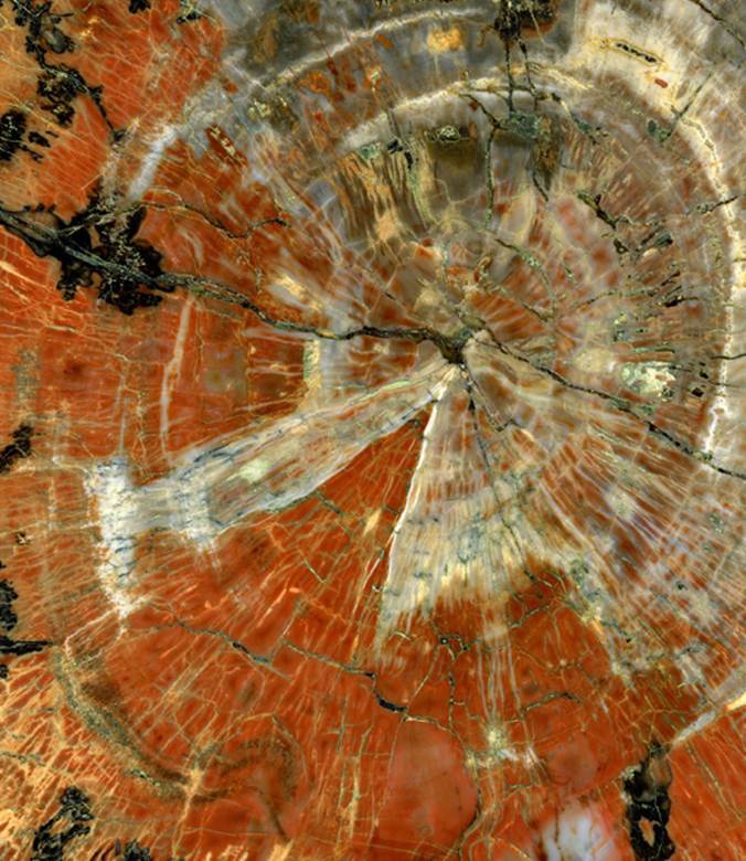 An image of the middle of a polished slice of a petrified tree from ...