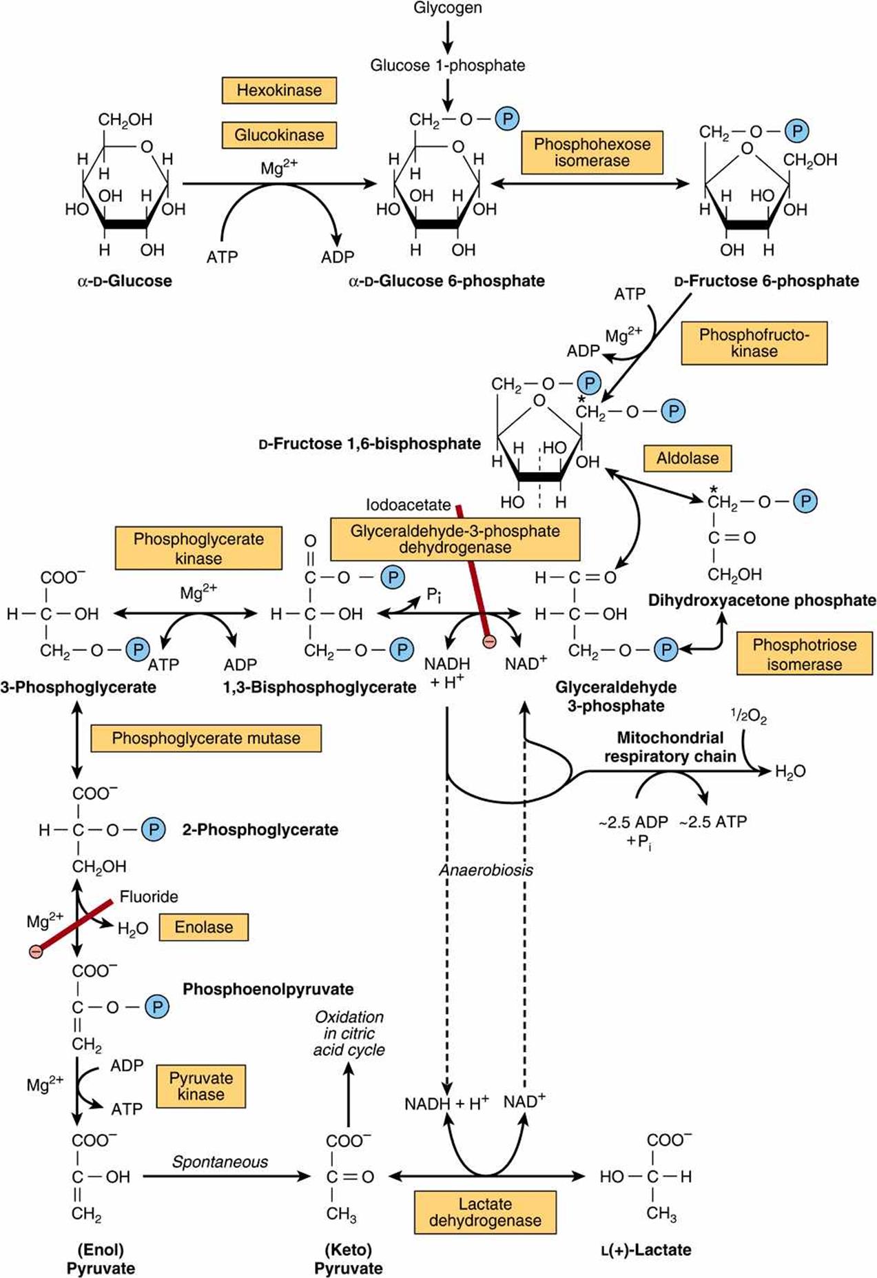 Glycolysis Enzyme Metabolic Pathway At Sandra Mathers Blog