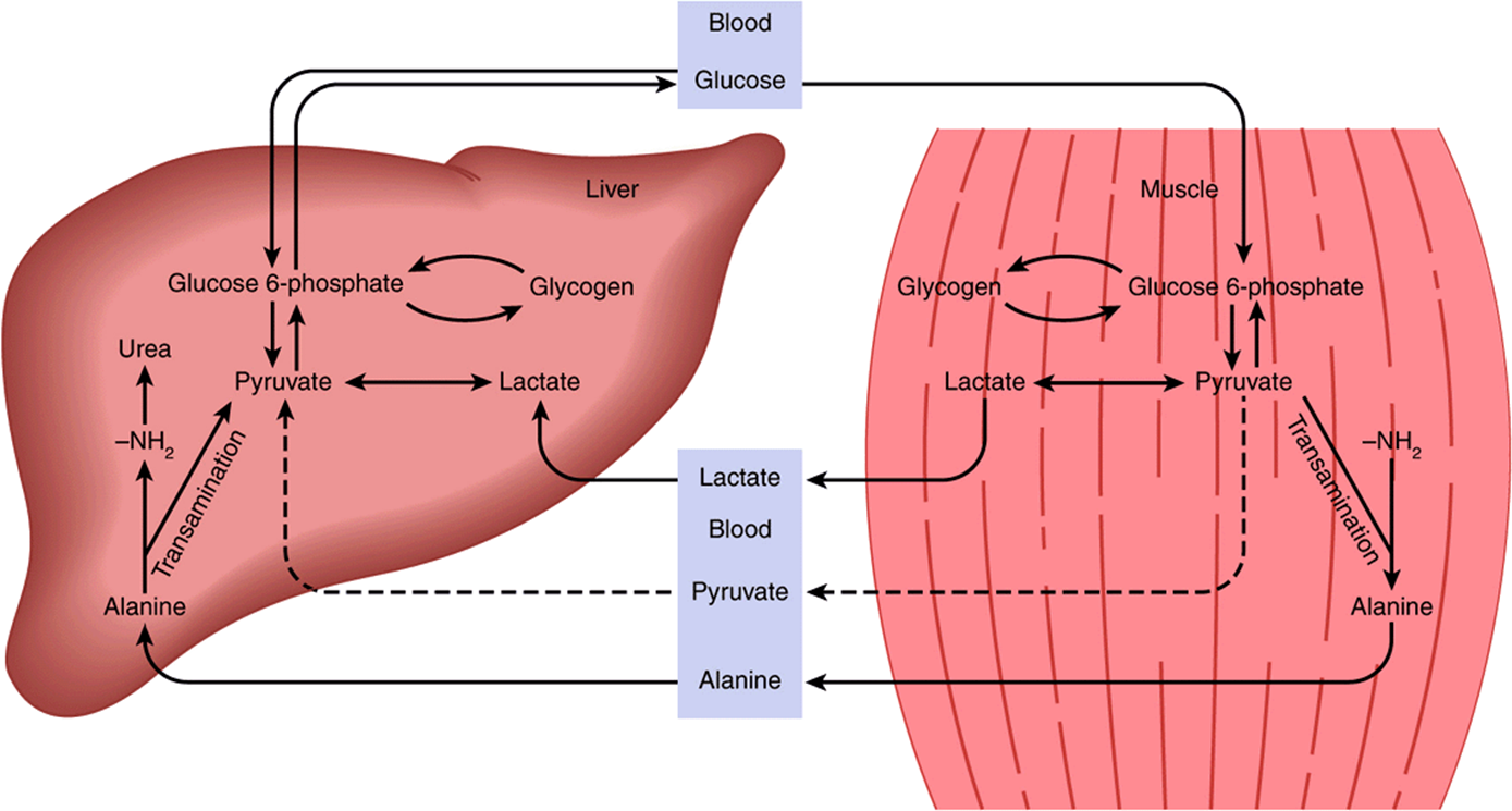 Печень запасает гликоген. Glucose-Alanine Cycle. Запас гликогена печени мышцах. Глюконеогенез в печени и мышцах. Глюкозо аланиновый цикл биохимия.
