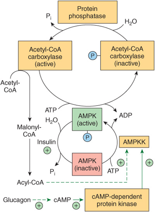 Молекула ацетил коа. Ацетил КОА карбоксилаза. Ацетил КОА карбоксилаза роль. Активность фермента ацетил-КОА-карбоксилазы. Ацетил КОА карбоксилаза реакция.