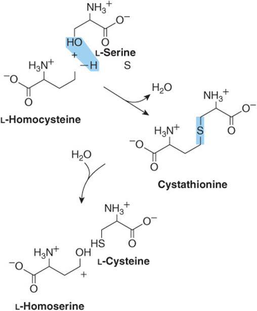 Гомоцистеин резист. Тирозин и цистеин. Серин в цистеин. Серин фенилаланин. Метионин серин формула.
