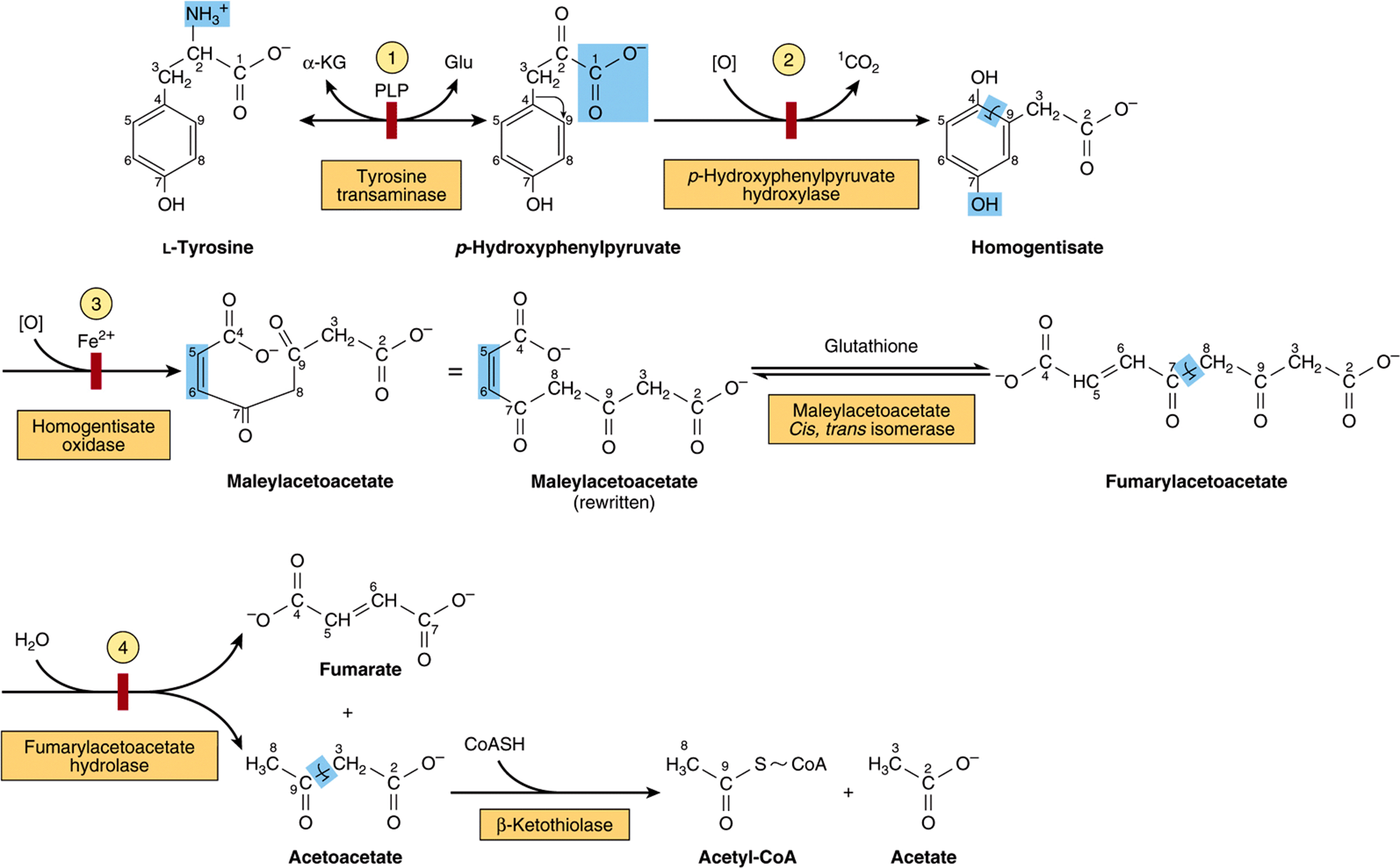 Фенилаланин биохимия. Схема катаболизма тирозина в печени. Тирозин катаболизм тирозина. Катаболизм тирозина схема. Фенилаланин в тирозин реакция.