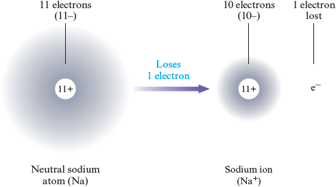 An illustration of a neutral sodium atom, Na, shows a diffuse spherical cloud containing 11 electrons, with 11 negative charges, surrounding a circle labeled 11+. An arrow labeled “minus 1 electron” points from the neutral sodium atom to a sodium ion, Na superscript plus, with a much smaller electron cloud of 10 electrons with a circle labeled 11+ at the center, and the lost electron, e superscript minus.