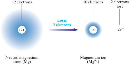 An illustration of a neutral magnesium atom, M g, shows a diffuse spherical cloud containing 12 electrons, with 12 negative charges, surrounding a circle labeled 12+. An arrow labeled “loses 2 electrons” points from the neutral magnesium atom to a magnesium ion, M g superscript 2 plus, with a much smaller electron cloud of 10 electrons with a circle labeled 12+ at the center, and the 2 lost electrons, 2 e superscript minus.