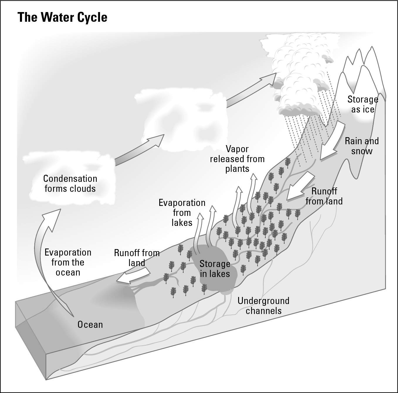 Figure 8-4: The water cycle.