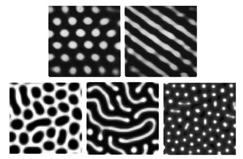 Spots and Stripes - Mathematics of Life