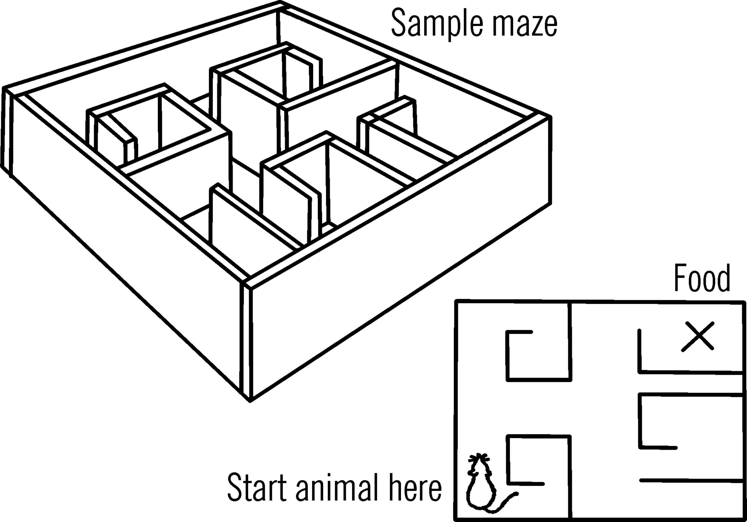 Animal maze.
